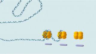 dna a cromossomo [upl. by Akirdnas]