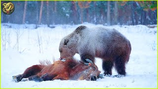 Most UNBELIEVABLE Attacks Of Bear Ever Recorded  Animal Fighting [upl. by Reinold]