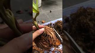 Replanting Platycerium Ridleyi atau Pakis Tanduk Rusa  asmr modjorka greenplants platycerium [upl. by Marigolde535]