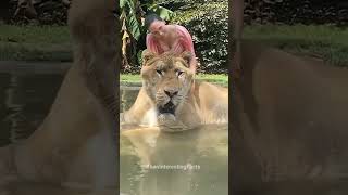 Liger The Biggest Catfactsytshorts [upl. by Deys]