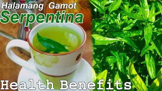 How to Make Serpentina Tea  Health Benefits of Serpentina  Paano gumawa ng Serpentina tea [upl. by Lisle]