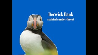 Why RSPB Scotland is worried about a giant windfarm that could catastrophically affect seabirds [upl. by Wenn407]