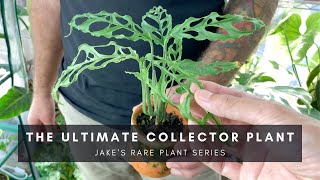 Monstera Obliqua  Ultra Rare Houseplant  Jake Series Special  Ep 37 [upl. by Emyaj]