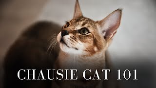 Chausie Cat 101 [upl. by Dom]