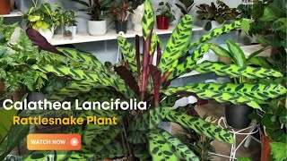 Calathea Lancifolia  Care and Growing Guide for Rattlesnake Plant [upl. by Eolanda]