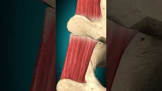 Medial lumbar intertransversarii action Vertebral column Lateral flexion anatomy [upl. by Nwahsar282]