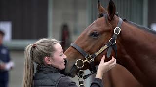 Goffs Orby Sale 2022 Review [upl. by Ardnoed]