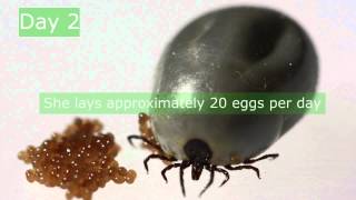 Ixodes ricinus reproduction [upl. by Aivilys244]