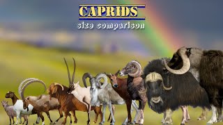 CAPRIDS  Size comparison  Goats amp Sheep [upl. by Wack153]