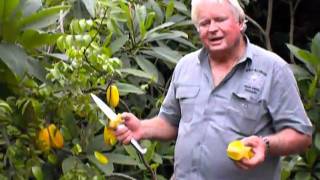 Carambola Star Fruit Richard Wilson Excalibur Palm Beach Rare Fruit Council [upl. by Ellebasi665]