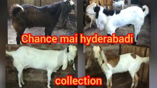 Zaffran breadline hyderabadi bakre beetal hydi bakri lots for sale in new hafeezpet hyd recommended [upl. by Wadleigh]