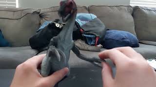 The Black Cat Reviews Schleich Dinosaurs Therizinosaurus [upl. by Bili947]