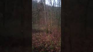 Opening day of modern firearm season in kyshorts deerhunting [upl. by Beverley51]