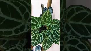 Crystallinum X Silver Hope Hybrid Anthurium foliage anthurium trending [upl. by Gunilla]