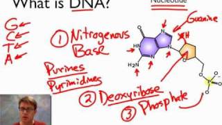 What is DNA [upl. by Hufnagel]