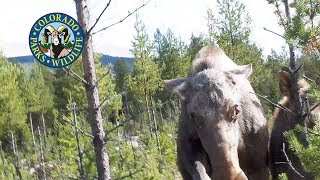 Grizzly bear eating a moose [upl. by Winslow]