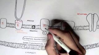 Human Metabolism Map II  Cellular Respiration Electron Transport Chain Oxidative Phosphorylation [upl. by Lledraw]