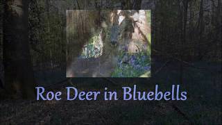 Roe Deer In Bluebells [upl. by Donal]