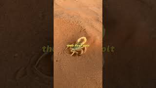 Cool Facts about Scorpion 🦂🤯 wildlife facts animals Scorpion [upl. by Bergmans753]