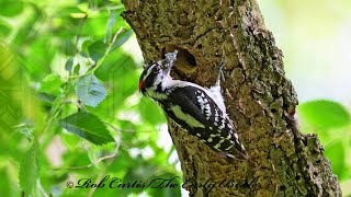 Dryobates pubescens DOWNY WOODPECKERS bring food to nest 9087639 [upl. by Odnamra]