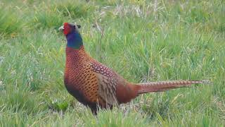 Pirmos fácán síp  primos pheasant call [upl. by Aneleairam]