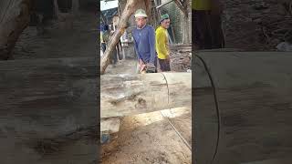 Motong kayu kalimantankayukalimantan kayupanjang mesinkayu chainsaw ajijayasawmill [upl. by Carrel]