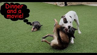 Pit Bull v Belgian Shepherd Back Yard Fun [upl. by Yraht]