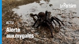 Australie  alerte à l’invasion de mygales « dans les maisons » après les inondations [upl. by Sande694]