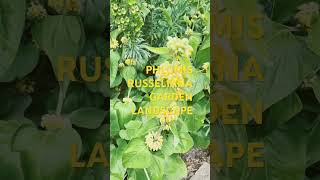 PHLOMIS RUSSELIANA TURKISH SAGE GARDEN LANDSCAPE [upl. by Barthelemy]