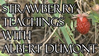 Strawberry Teachings with Albert Dumont [upl. by Aitnahc]