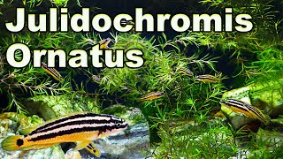 The Ultimate African Cichlid RockDwelling Fish Julidochromis Ornatus Care and Breeding [upl. by Anihpled]