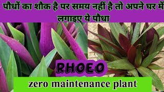 Purple Plant Rhoeo  Repotting of Rhoeo plant [upl. by Savinirs]