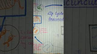 Life Cycle of Dracunculus medinensis viral ytshorts youtubeshorts trending shortvideo shorts [upl. by Nnaharas]