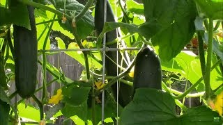 Marketmore 76 Cucumbers A Great Growing Great Producing Cucumber in Our Garden [upl. by Eedak]