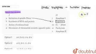 Match the columns IIIaquotInitiation of spindle fibres quotiquotAnaphase IquotbquotSynthesis of [upl. by Naugan496]