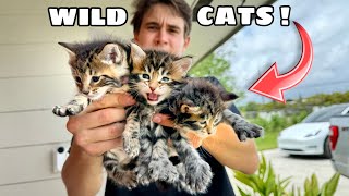 MY WILDCATS HAD 10000 KITTENS [upl. by Ruzich]