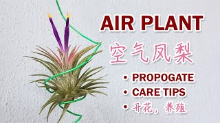 Air Plant Propagate 【Care Tips】 空气凤梨 【开花】 养殖 [upl. by Linnie576]