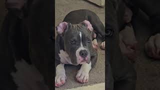 Lmbo look at them ears Bullys with ears pets dogs funny dog pet bullypups puppy cute [upl. by Nomaj947]