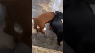 cute dachshunds playingsubscribe dachshund trending tiktok shorts playing [upl. by Anialem]