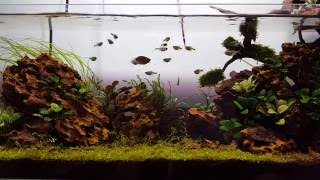 22 Gallon Rimless Planted Aquarium [upl. by Bigod]