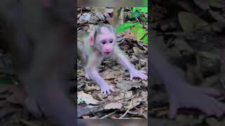 Pitiful wild baby monkey screaming for milk till weak 😪 monkey cutebabymonkey jungle wildlife [upl. by Nahshun]