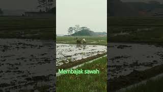 Indahnya pesawahan Cianjur [upl. by Adlemi293]