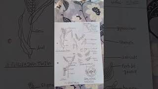 triticum aestivum diagram Bsc 3rd semester botany [upl. by Caldeira]