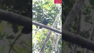 He Is Sneaking Fil On BlackChinned Fruit Dove HagumhumPogngan Rescue 97 [upl. by Letram]