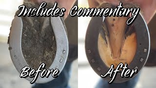 Hoof Restoration with Farrier Commentary  ASMR  Oddly Satisfying [upl. by Elyrpa]