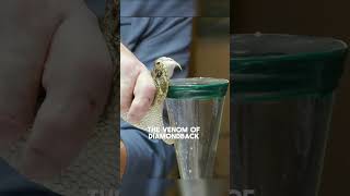 Snake Venom vs Human Blood What Happens BraveWilderness [upl. by Kissiah711]