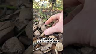 Puffball Bloopin’ don’t breathe the spores Lycoperdon aka “Wolf Farts” lastofus prometheus [upl. by Ule]