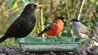 Garden Birds  Oiseaux de Jardin  Gartenvögel  Tuinvogels  Trädgårdsfåglar [upl. by Federico]