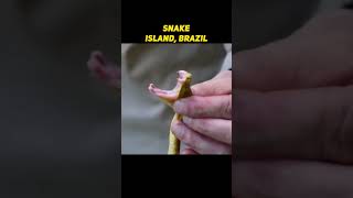 Snake Island Brazil  😲 Forbidden Place that You Are Not Allowed To Visit [upl. by Lorie]