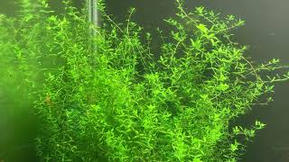 Pearlweed  Hemianthus micranthemoides [upl. by Vassily]